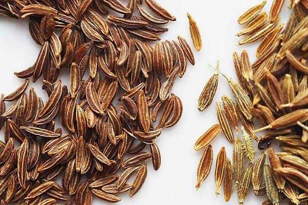 تصویر 3 از خرید زیره سیاه اروپایی + قیمت فروش استثنایی